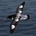 Cape Petrel